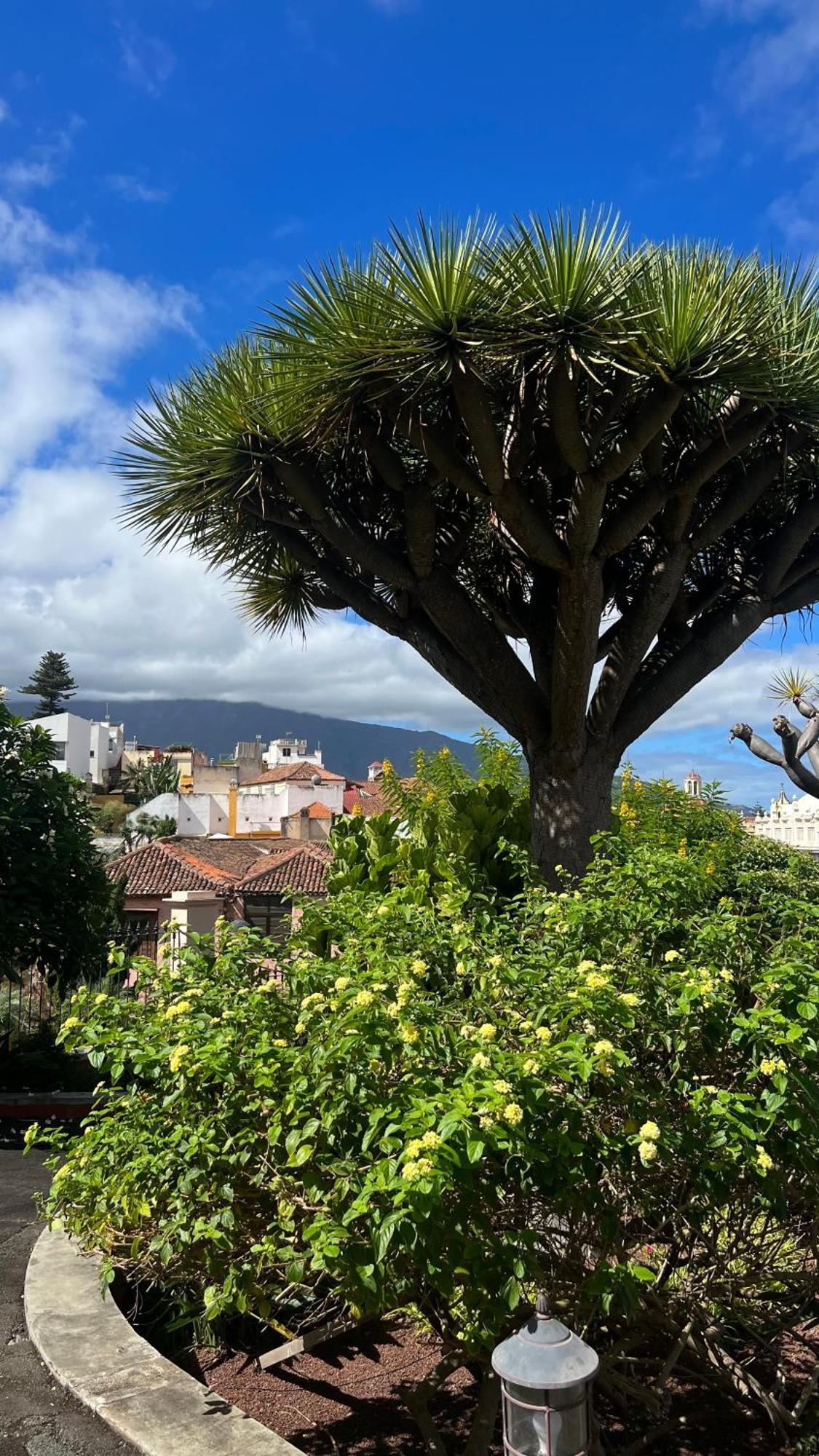Tenerife Te Espera! Lejlighed Icod De Los Vinos Eksteriør billede